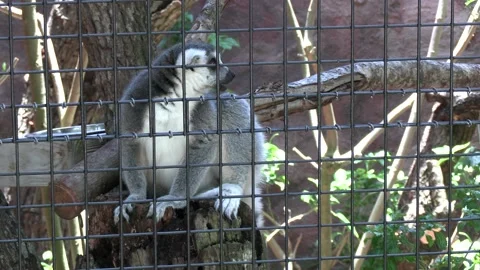 Ring tail lemur Stock Footage 157292351
