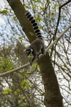 Ring tail lemur Stock Photos