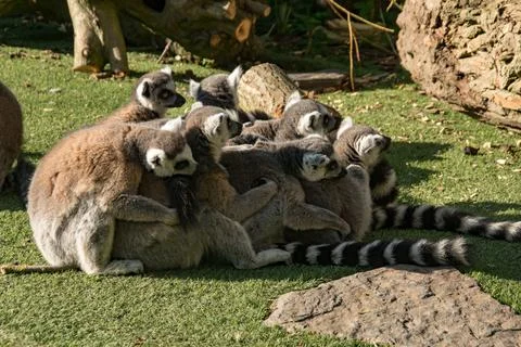 Ring tail lemur Stock Photos