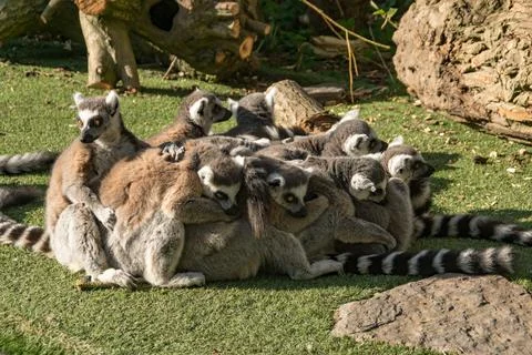 Ring tail lemur Stock Photos