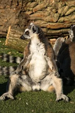 Ring tail lemur Stock Photos