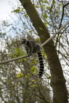Ring tail lemur Stock Photos