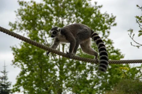 Ring tail lemur Stock Photos