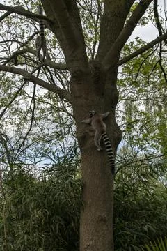 Ring tail lemur Stock Photos