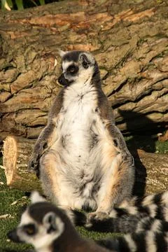 Ring tail lemur Stock Photos