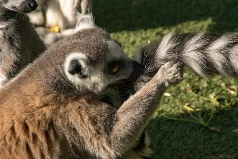 Ring tail lemur Stock Photos