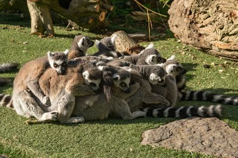 Ring tail lemur Stock Photos