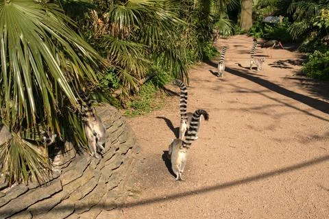 Ring tail lemur Stock Photos