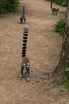 Ring tail lemur Stock Photos