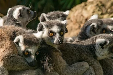 Ring tail lemur Stock Photos
