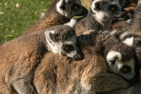 Ring tail lemur Stock-Fotos