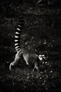Ring tail Lemur walking in Grass, Black and White Stock Photos