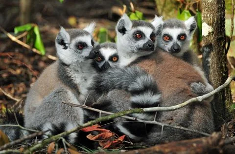 Ring tail lemurs (Lemur catta) Stock Photos