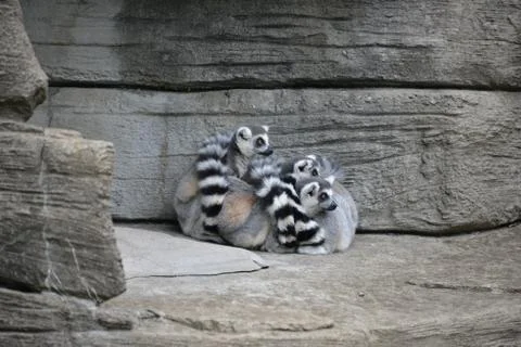 Ring-Tail Lemurs in Zoo Stock Photos