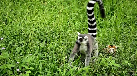 Ring-tailed and Crowned Lemurs in Madagascar. Stock Footage 21296321