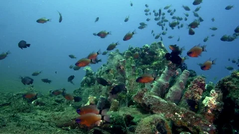 Ring-tailed cardinalfish (Apogon aureus), Stock Footage 89932812