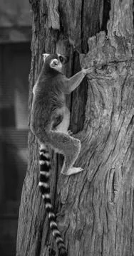 Ring Tailed Climber Stock Photos