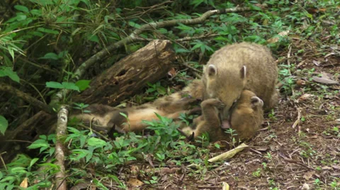 Ring Tailed Coati Stock Footage 33549935