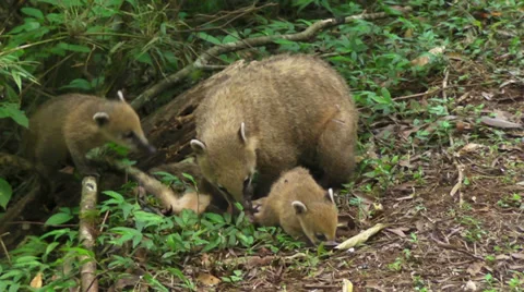 Ring Tailed Coati Stock Footage 33581320