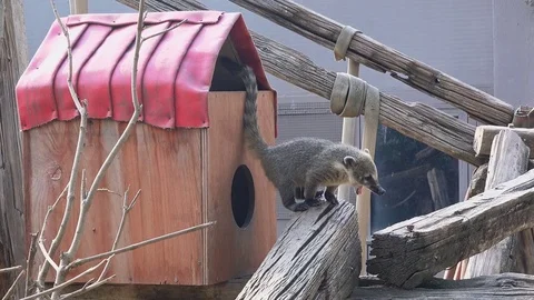 Ring-tailed coati at zoo Stock-Footage 79631865