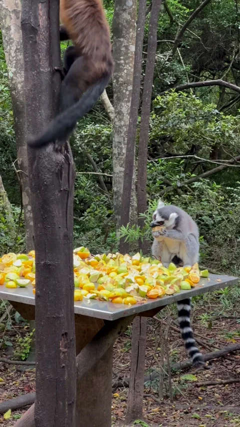 Ring-tailed lemur and Tufted Capuchin Monkey. Stock Footage 336764550