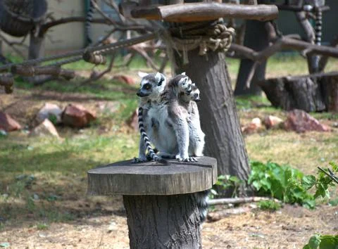 Ring-Tailed Lemur with Baby on Back Sitting on Tree Stump, Wildlife, Zoo Stock Photos