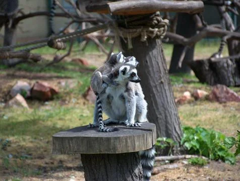 Ring-Tailed Lemur with Baby on Back Sitting on Tree Stump, Wildlife, Zoo Stock Photos