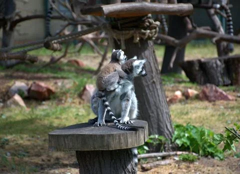 Ring-Tailed Lemur with Baby on Back Sitting on Tree Stump, Wildlife, Zoo Stock Photos