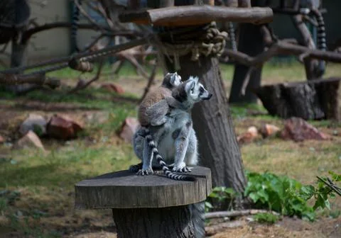 Ring-Tailed Lemur with Baby on Back Sitting on Tree Stump, Wildlife, Zoo Stock Photos