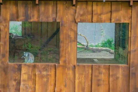 Ring-tailed lemur backs are gray to rosy brown with gray limbs and dark gray  Foto stock