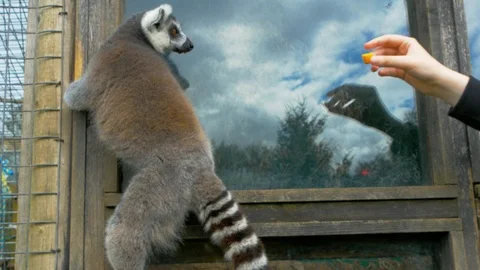 Ring Tailed Lemur being coaxed down from window with food Video stock 114835114