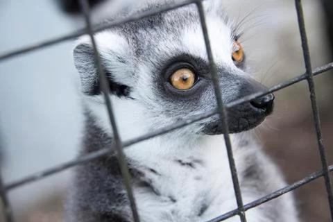 Ring tailed Lemur in captivity Stock Photos