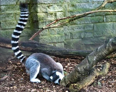 Ring tailed Lemur in captivity Stock Photos