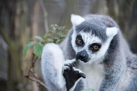 Ring tailed Lemur in captivity Stock Photos