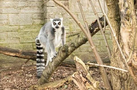 Ring tailed Lemur in captivity Stock Photos