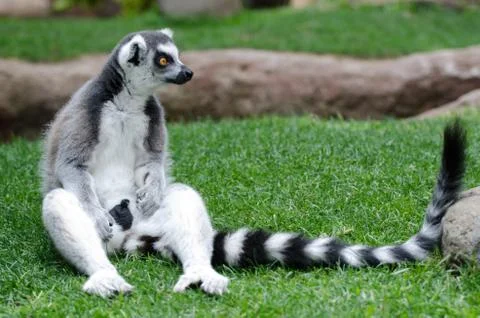 Ring Tailed lemur in captivity Stock Photos