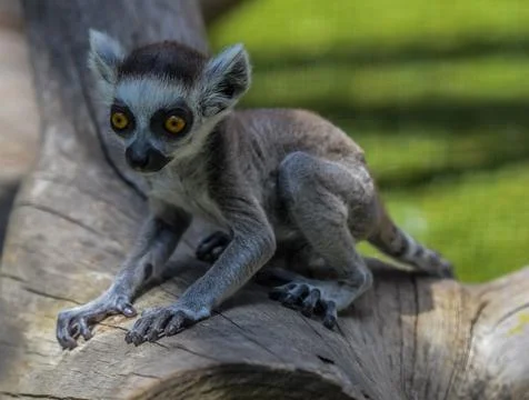 Ring tailed Lemur catta baby in a zoo Stock Photos
