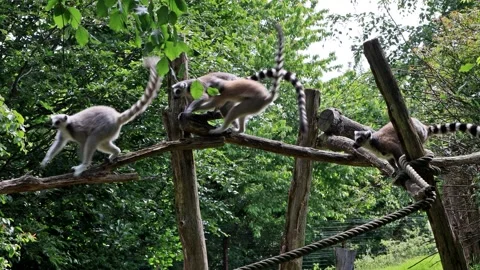 Ring-tailed lemur catta climbing on wooden Stock Footage 247451051