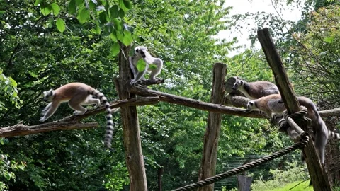 Ring-tailed lemur catta climbing on wooden Stock Footage 247488658