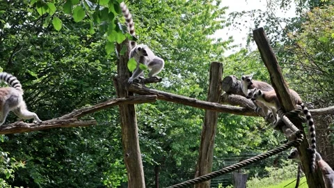 Ring-tailed lemur catta climbing on wooden Stock Footage 262029789