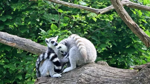 Ring-tailed lemur catta close up Stock Footage 244242935