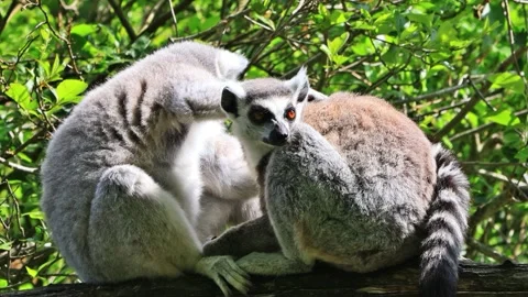 Ring-tailed lemur catta close up Stock Footage 244265567