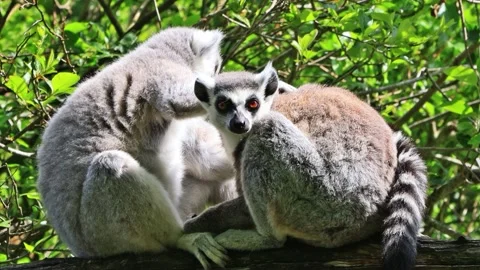 Ring-tailed lemur catta close up Stock Footage 244289370