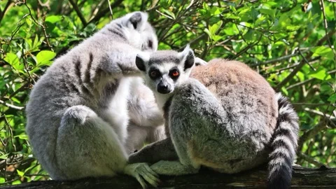 Ring-tailed lemur catta close up Stock Footage 246230341