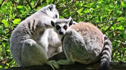 Ring-tailed lemur catta close up Stock Footage 246230411