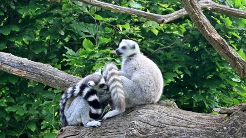 Ring-tailed lemur catta close up Stock Footage 246257589