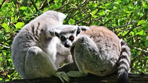 Ring-tailed lemur catta close up Video stock 246260013
