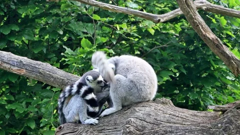 Ring-tailed lemur catta close up Video stock 246260186