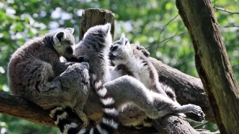 Ring-tailed lemur catta close up Stock Footage 247451761