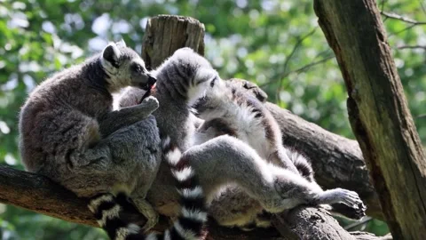 Ring-tailed lemur catta close up Stock Footage 247451810